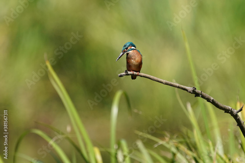 kingfisher on branch