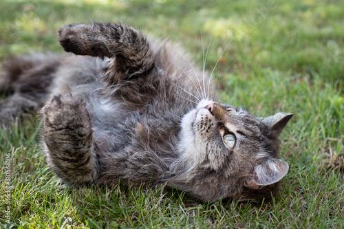 Kater räkelt sich auf Wiese photo