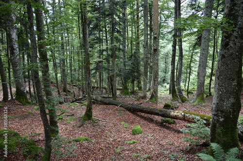 Primeval-like mixed forest with old coniferous and deciduous trees in the Styrian limestone mountains in Austria.