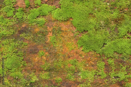 Fototapeta Naklejka Na Ścianę i Meble -  Close up of green moss texture background is growing on the old stone wall.