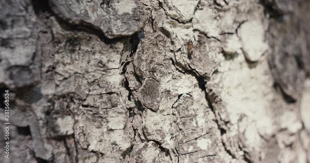 Ants insect small animals walk on pine tree bark in forest or woods protected beautiful nature park in autumn or fall macro close up slow motion Ants insect small animals walk on pine tree bark in forest or woods protected beautiful nature park in autumn or fall macro close up slow motion