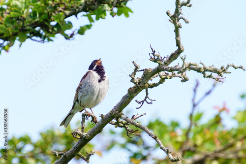 Reed Bunting (Emberiza schoeniclus)  male singing, taken in Richmond Park, London