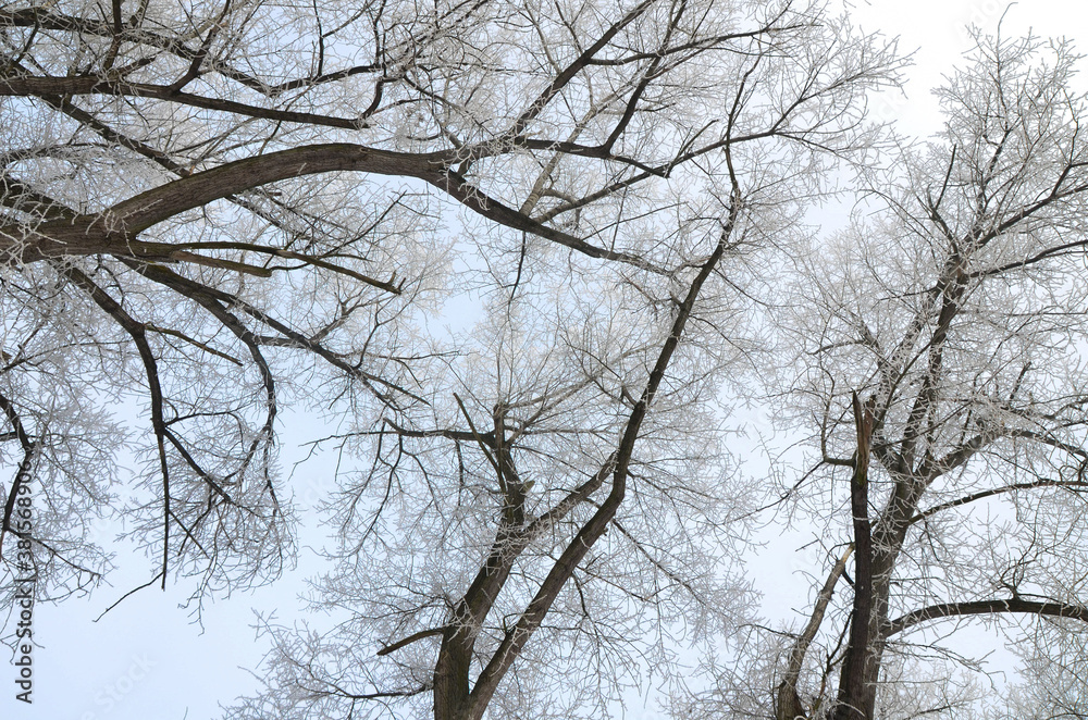 Frost on a Tree branches, winter time, cold weather Frost on a Tree branches, winter time, cold weather