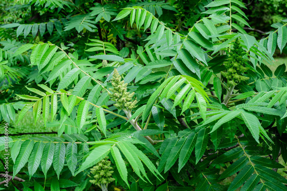 Minimalist monochrome background with large green leaves and small flowers of Rhus shrub, commonly known as sumac, sumach or sumaq, in a a garden in a sunny summer day. Minimalist monochrome background with large green leaves and small flowers of Rhus shrub, commonly known as sumac, sumach or sumaq, in a a garden in a sunny summer day.