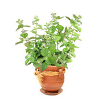 Sprigs of mint in flower pot