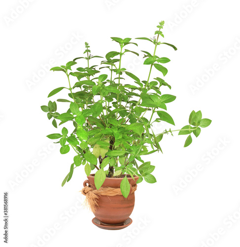 Branch of Lemon basil in clay flower pot