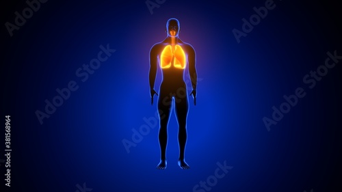 3d illustration of human respiratory system lungs anatomy