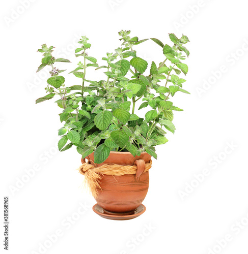 Sprigs of mint in flower pot