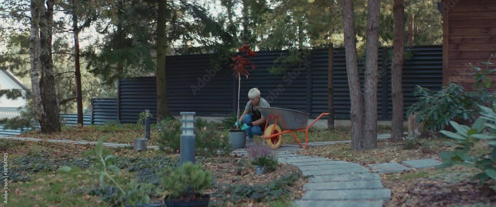 WIDE Senior mature Caucasian female preparing to plant a maple tree in the backyard. Retirement concept. Shot on RED Cinema camera with 2x Anamorphic lens