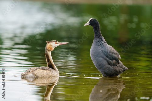 Great Crested Grebe (Podiceps cristatus) and a coot (Fulica atra) sizing each other up, taken in London, England