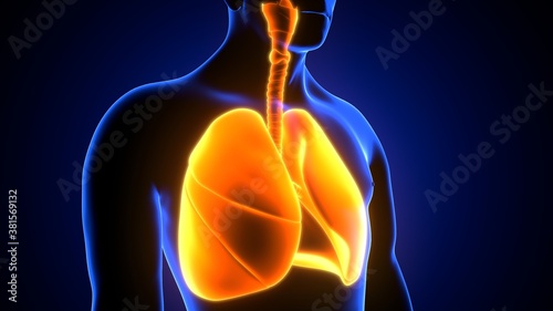 3d illustration of human respiratory system lungs anatomy photo