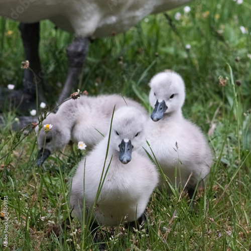 Flauschige Schwanenküken photo