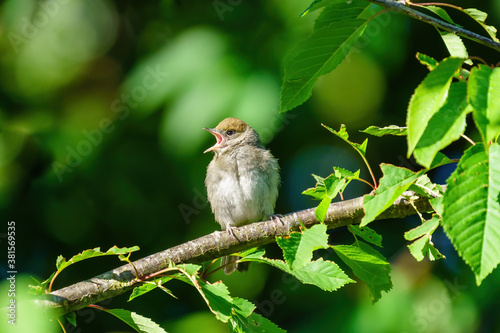 Juvenile Blackcap (Sylvia atricapilla) singing on a sunny summer day, London, England