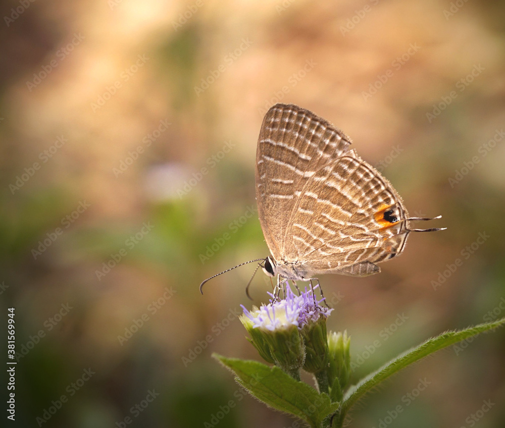 Close up butterfly sitting on wildflowers on blur background Close up butterfly sitting on wildflowers on blur background