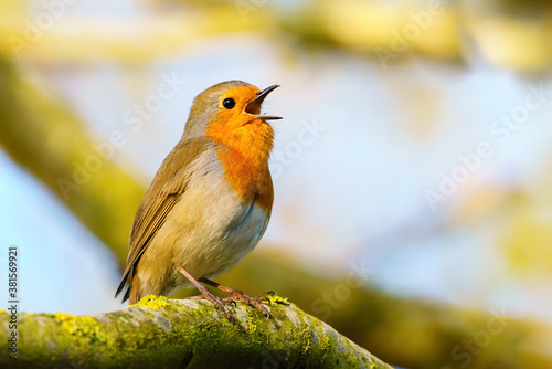 European Robin (Erithacus rubecula) singing in early morning light, taken in London