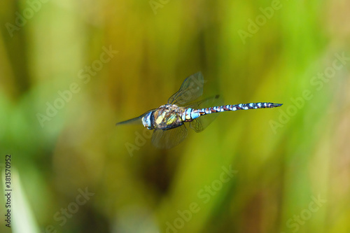 Migrant hawker (Aeshna mixta) in flight, taken in England photo