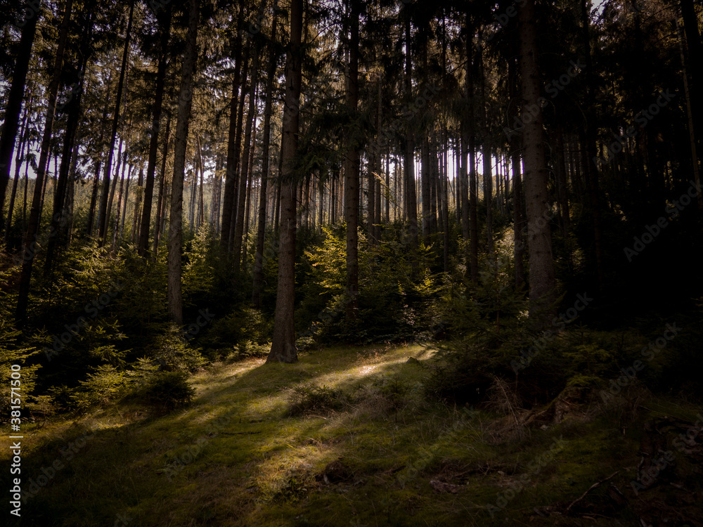 A day in the deep forest. A day in the deep forest.