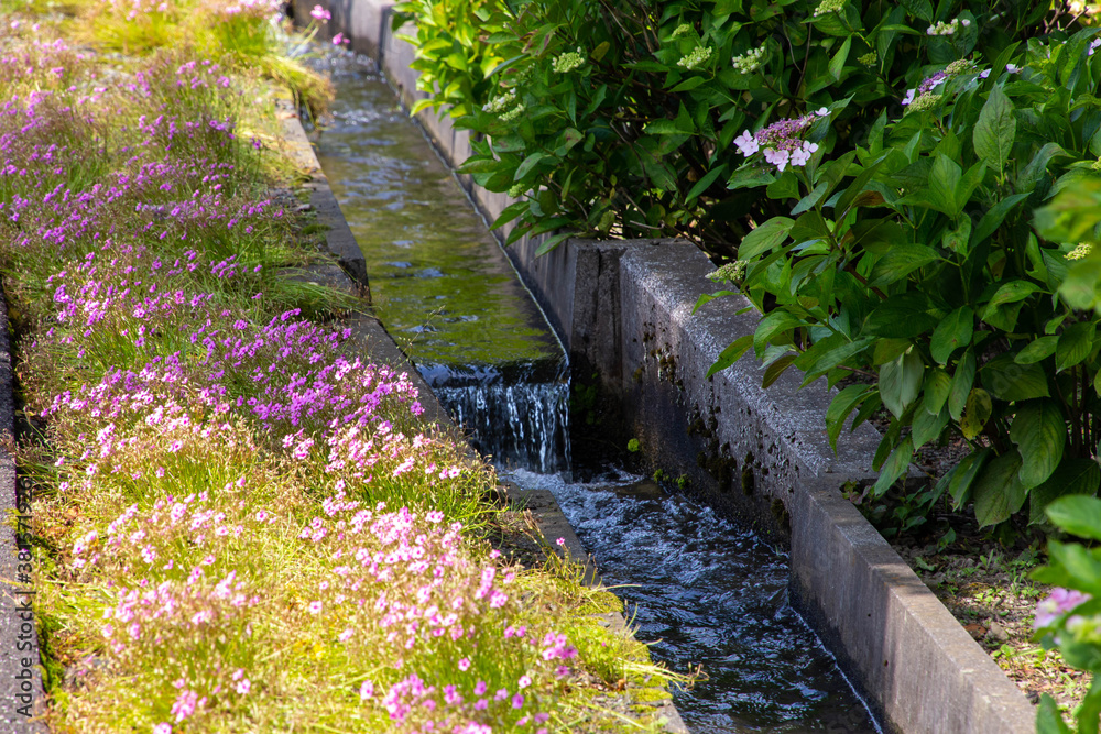 小さな水の流れと紫陽花の花