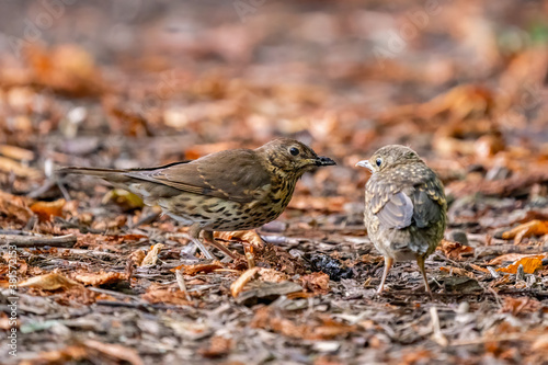 Mistle Thrush (Turdus viscivorus) with fledgling on forest floor, taken in London, England photo