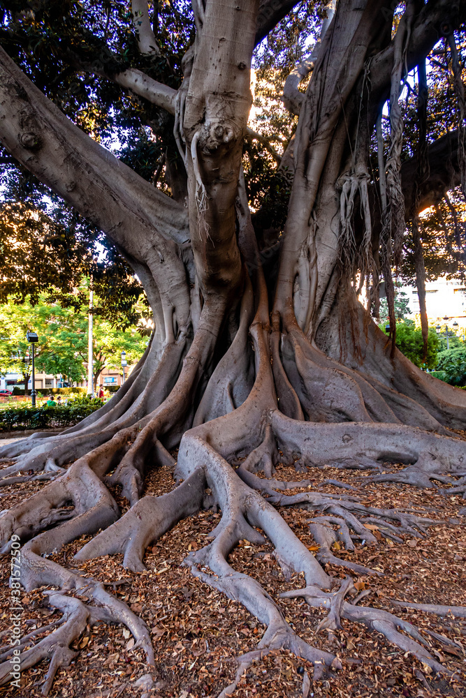 Gummibaum Ficus centenaris mit Wurzeln Gummibaum Ficus centenaris mit Wurzeln