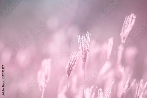 Dry swollen finger grass flowers (Chloris Barbata) in rural tropical grassland with soft pink background photo