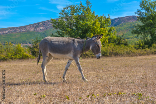 Fototapeta Naklejka Na Ścianę i Meble -  donkey grazes on a field in the  steppe