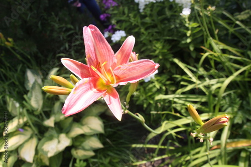  yellow-pink lily in the garden