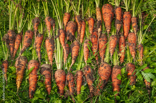 The harvest of carrots, close-up