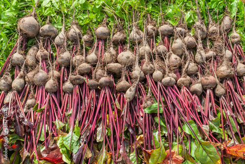 Red beet crop