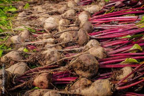 Red beet, close-up.