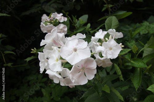  white flowers in the garden