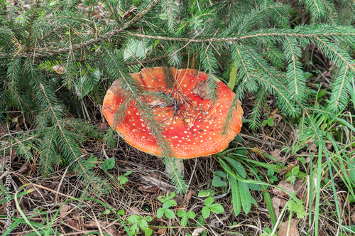 Large red fly agaric
