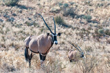 Oryx in the arid Kgalagadi