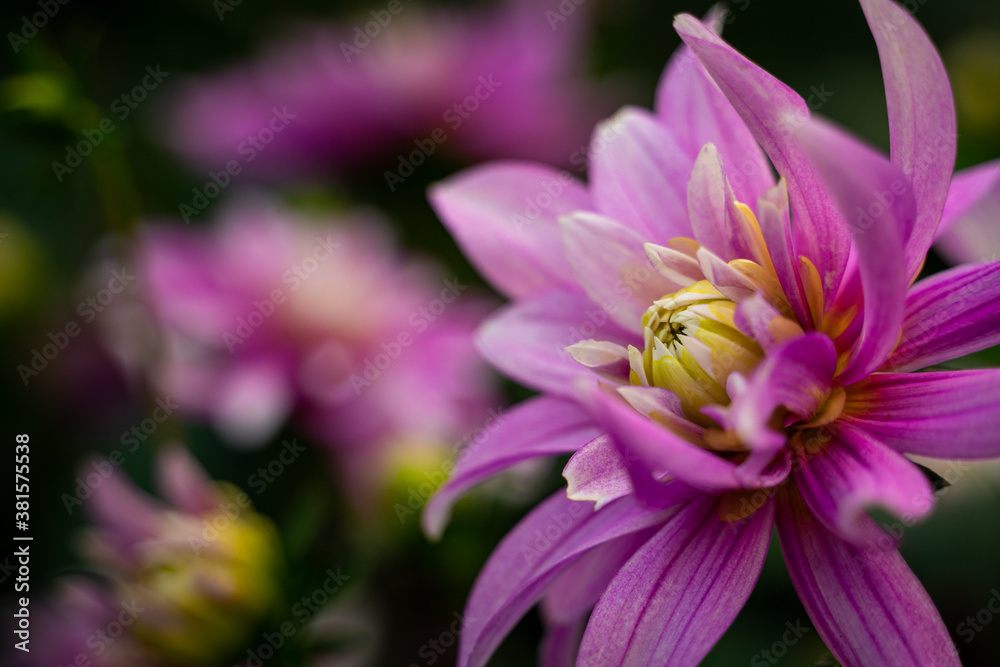 Fototapeta premium Blume, lila, rosa , natur, Pflanze , garten, blühen, bollen