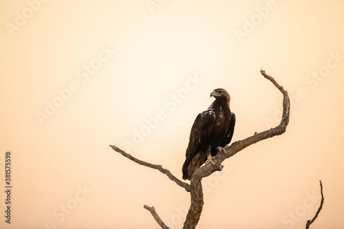 Foto Aguila imperial ibérica