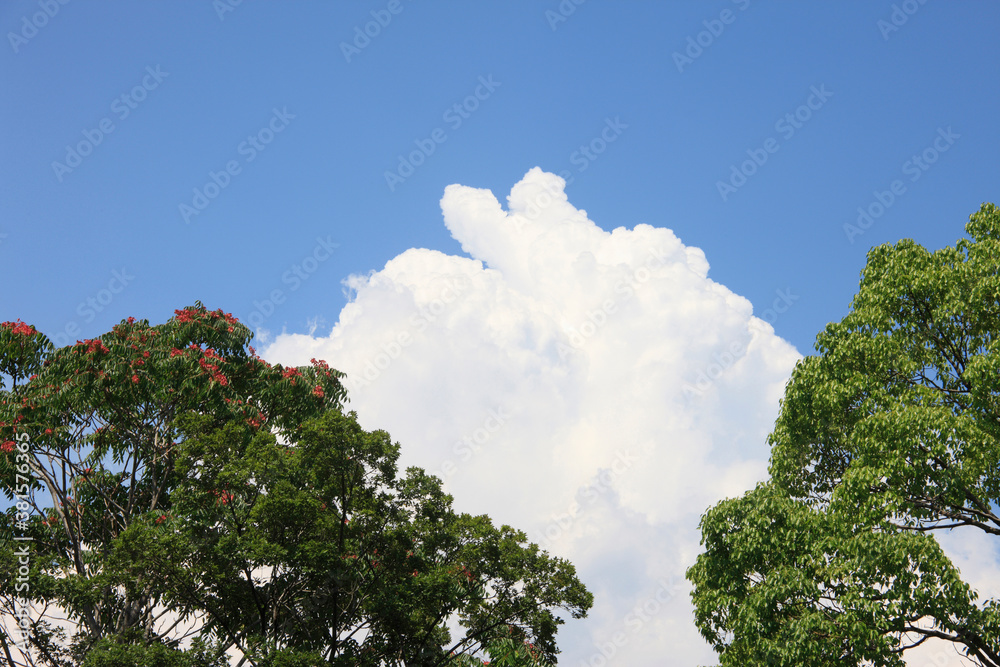 Obraz premium 入道雲と樹木