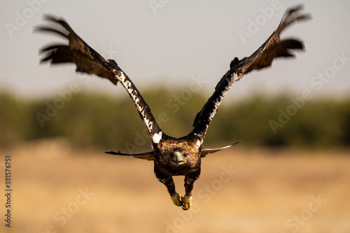 Aguila imperial ibérica
