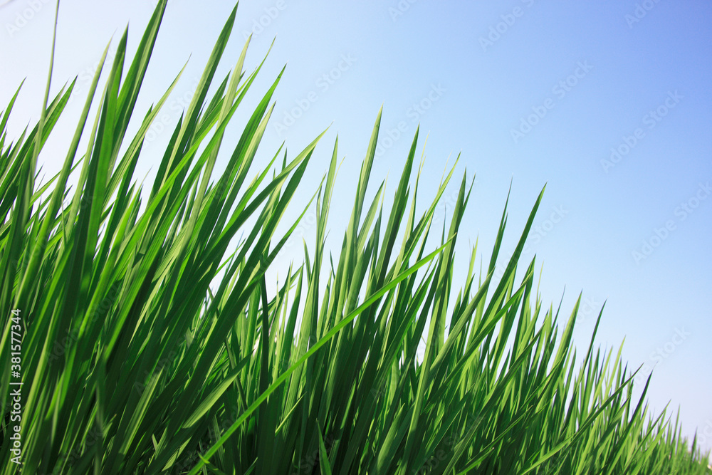 夏の田んぼ 夏の田んぼ