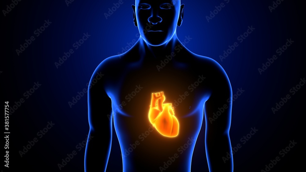 3D Illustration of Human Body Organ Heart Anatomy
3D Illustration of Human Body Organ Heart Anatomy
