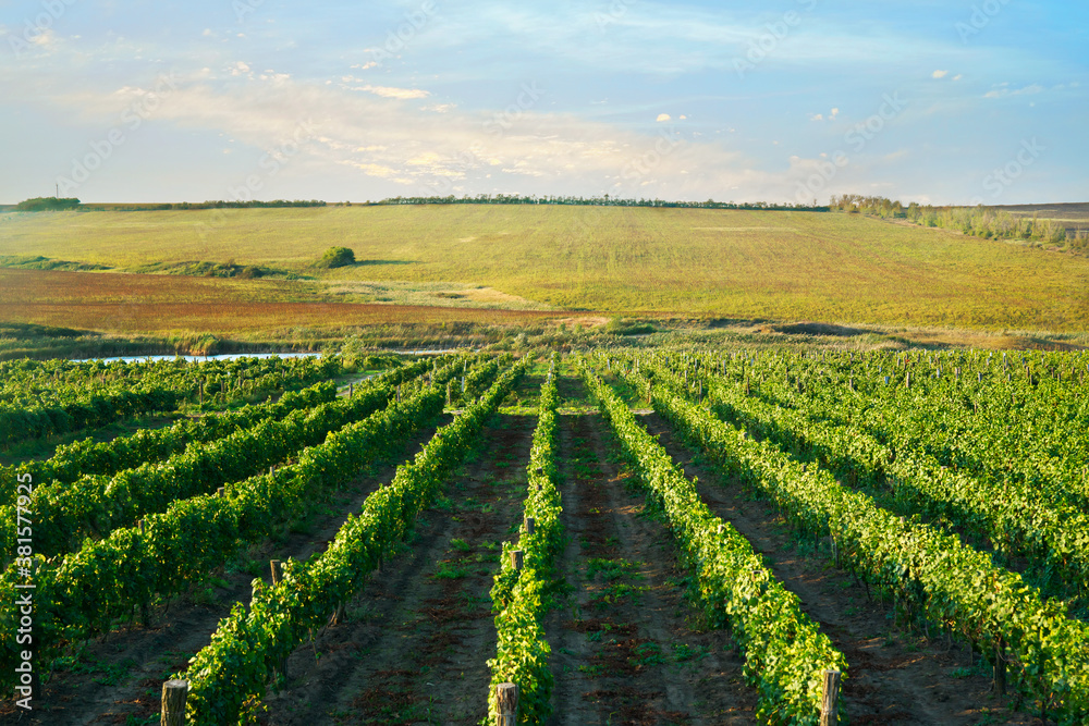 Beautiful landscape with a green vineyard rows on the background blue sky