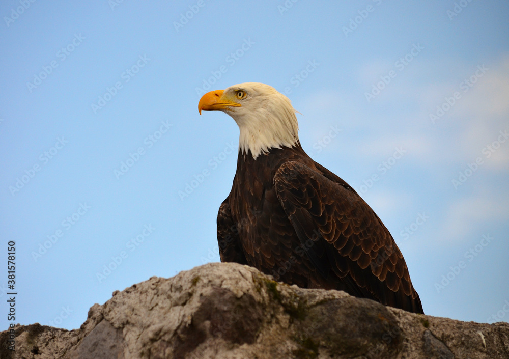 Fototapeta premium Otavalo, Ecuador - Parque Cóndor Bald Eagle