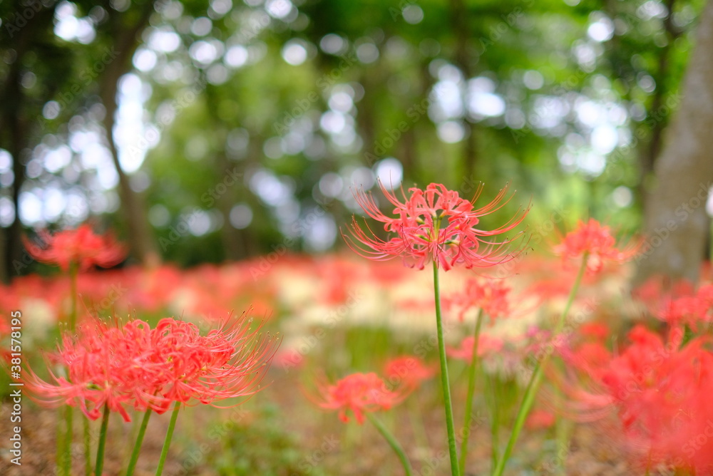 日本の秋 彼岸花 お花 植物 お彼岸 赤 綺麗 秋分の日 9月 夏見緑地