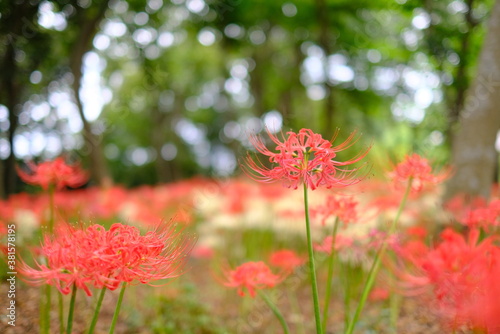 日本の秋 彼岸花 お花 植物 お彼岸 赤 綺麗 秋分の日 9月 夏見緑地