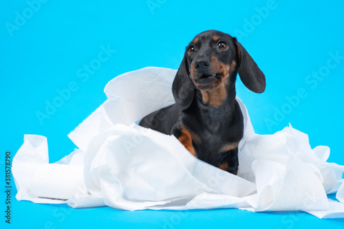 Cute little black and tan dachshund puppy wrapped with white cotton diapers, napkins or toilett paper. Adorable pet at home concept. Bright blue background, copy space. photo