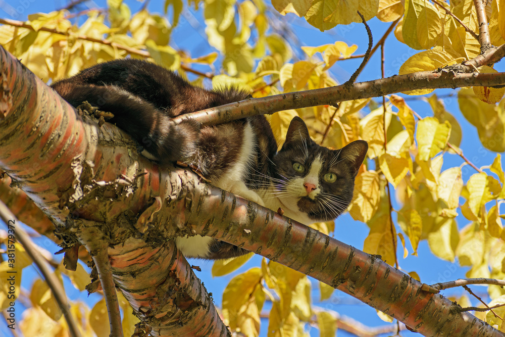 Bottom view of a three-furred cat perched on a branch of an autumn tree against the blue sky