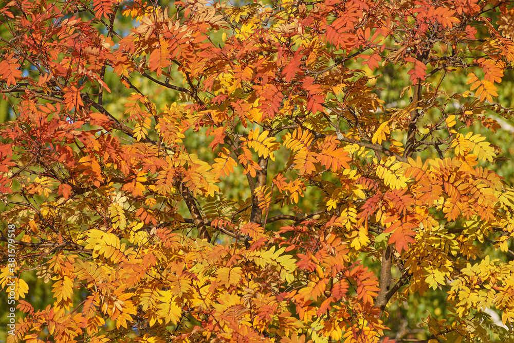 Autumn branches of mountain ash with reddened leaves close-up Autumn branches of mountain ash with reddened leaves close-up