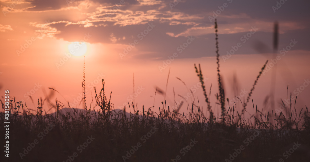 silhouette of grass in sunlight. Stanitsa Dakhovskaya, Republic of Adygea, Russia.