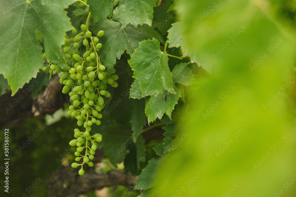 Unripe, immature grapes. In the vine branch, between the vineyard.
Unripe, immature grapes. In the vine branch, between the vineyard.