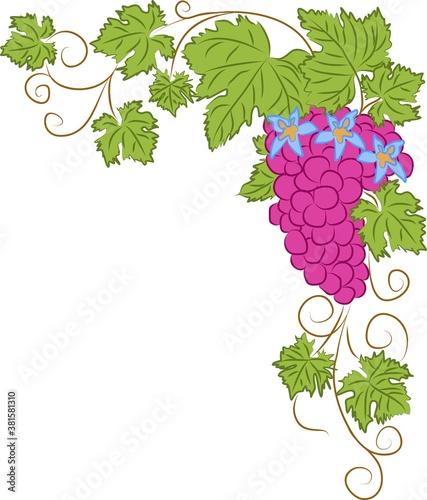 Flat vector illustration of grape vine with fruits and flowers. Simple clipart of blooming grapes