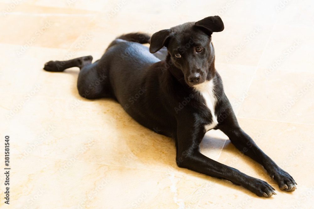 白いタイルの床に座る黒い犬 Stock 写真 Adobe Stock
